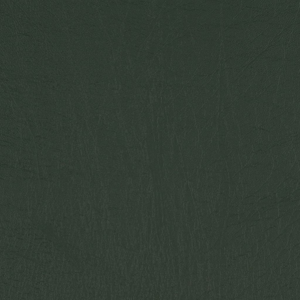 Conifer